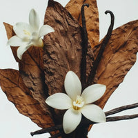 Vanilla flowers and vanilla beans on brown leaves against a white background